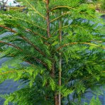 Cyprusovec leylandský (Cupressocyparis leylandii), výška 180-200 cm, kont. C18L, (-18°C)